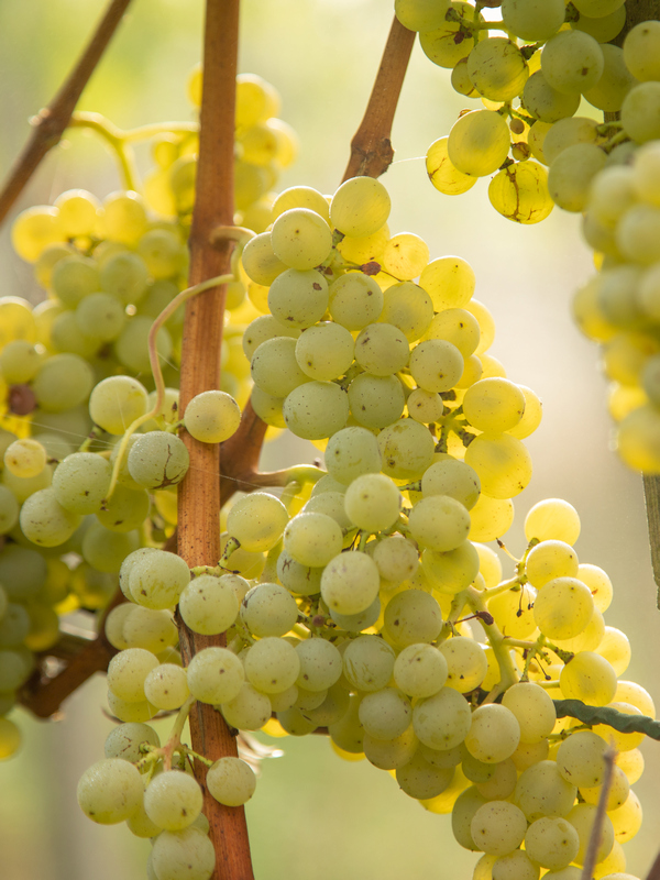 Riesling-Sylvaner