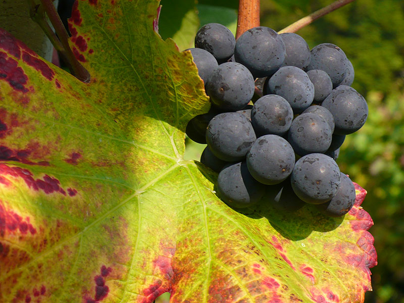 Blauburgunder